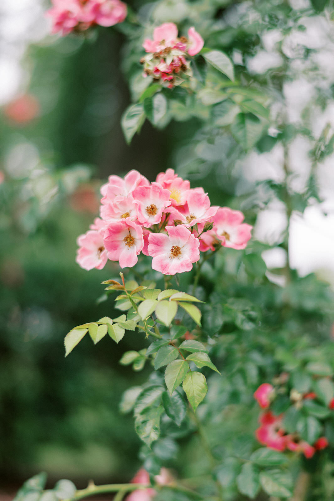 Longwood-Gardens-Engagement-AE-0004