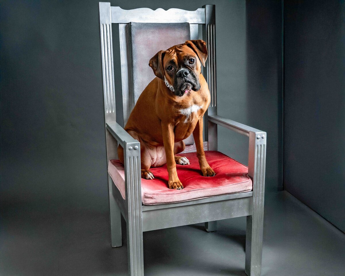 Seattle-dog-photographer-2