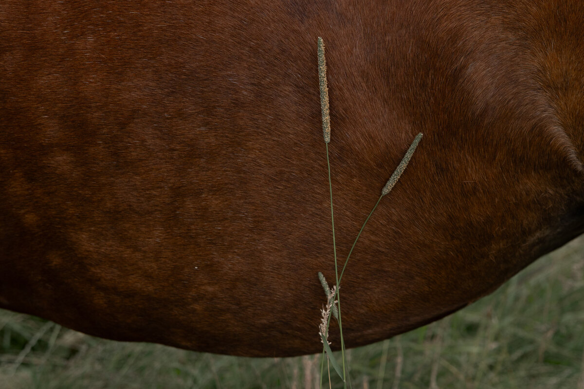 Detail van een bruin paarden met gras weerspiegelt het logo van Sterker met paarden.