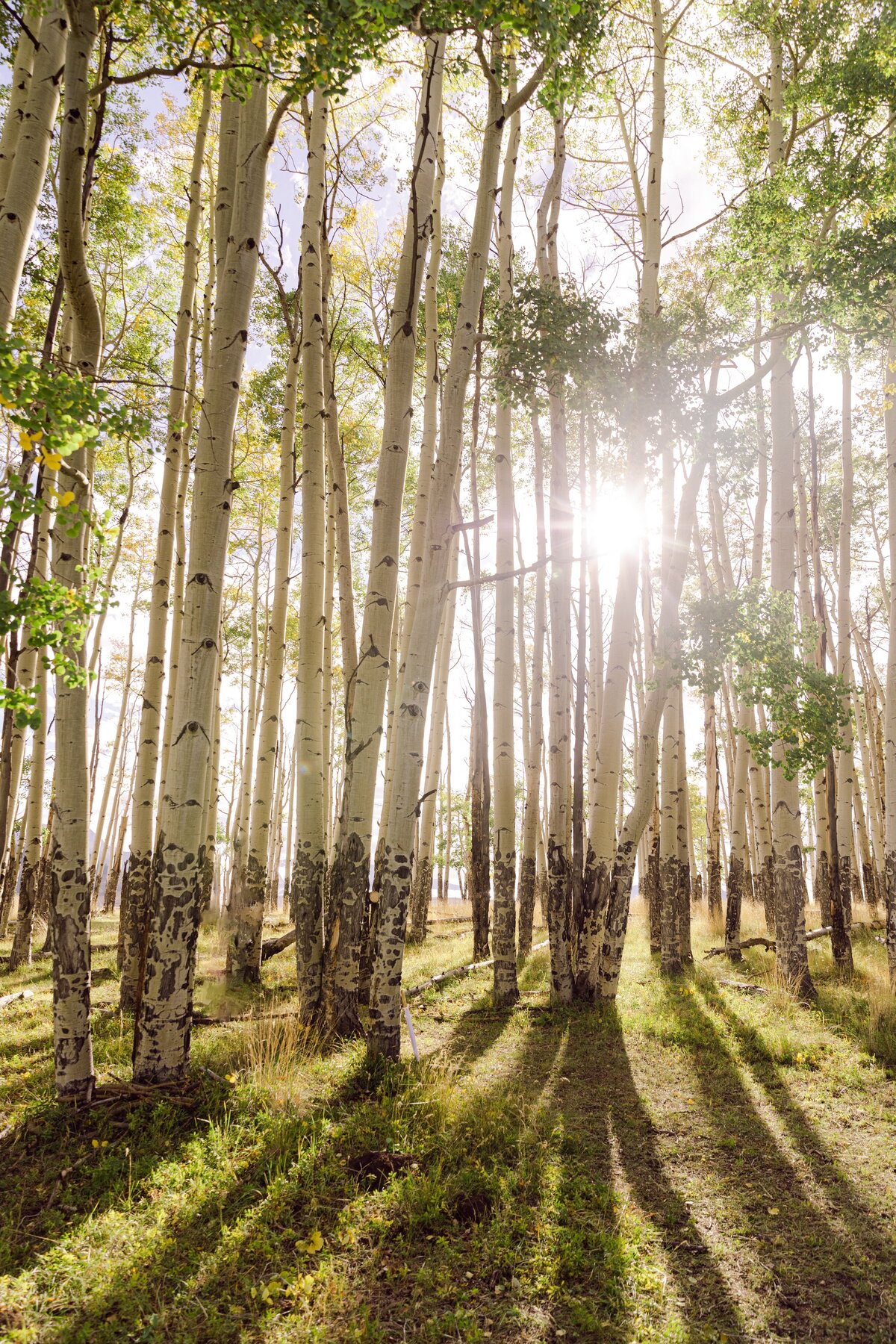 AbieLivesayPhotography-TellurideWeddingPhotographer-SoireeTelluride-TellurideGoldenLedge-MaggieTucker-871