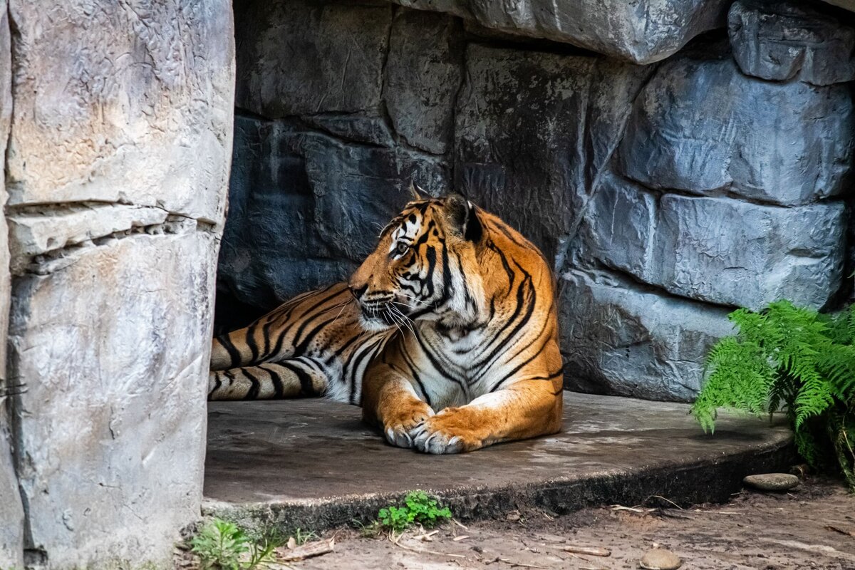 tiger-laying-d08f1423-2500