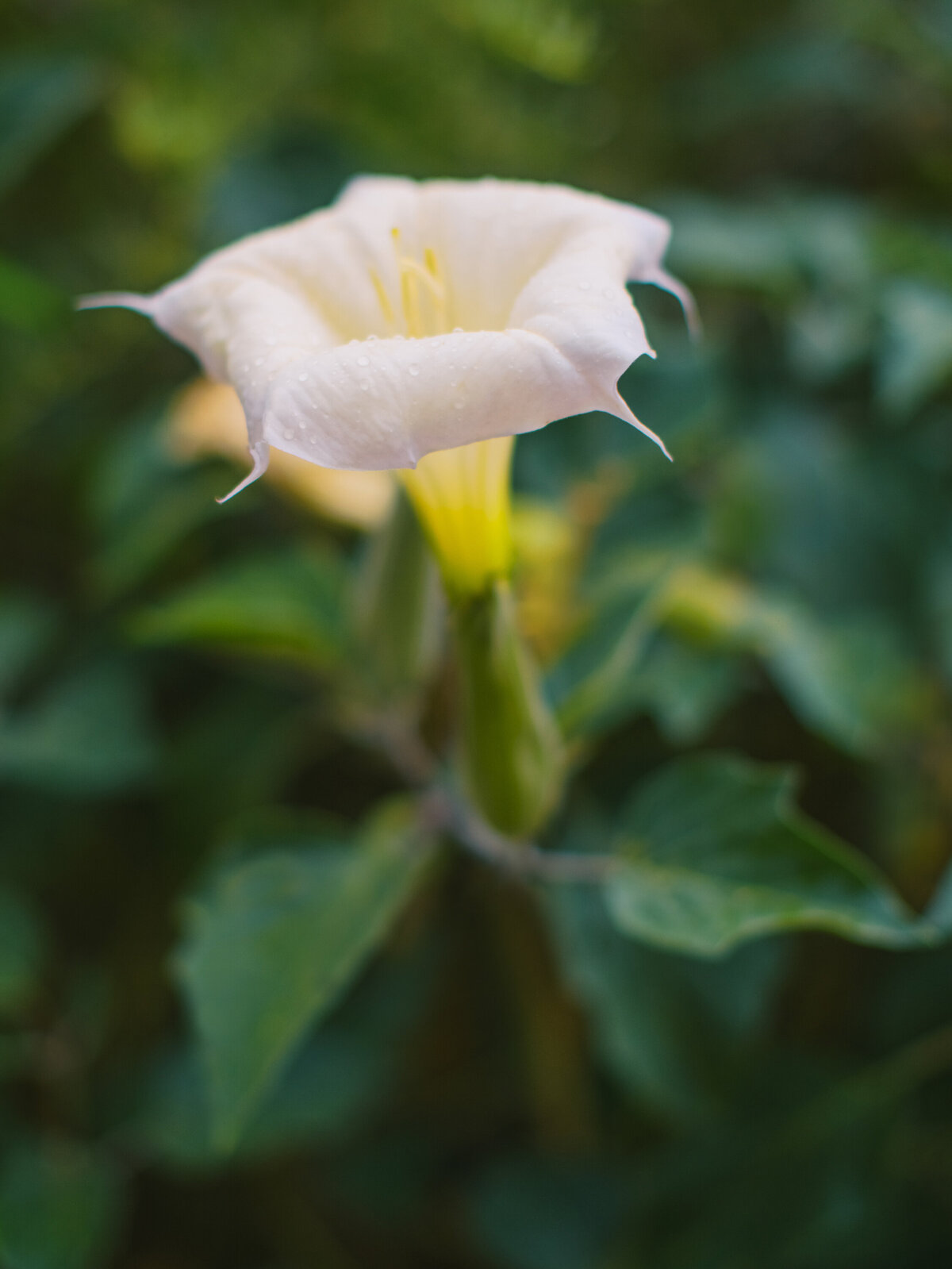 santa-fe-private-estate-wedding-04
