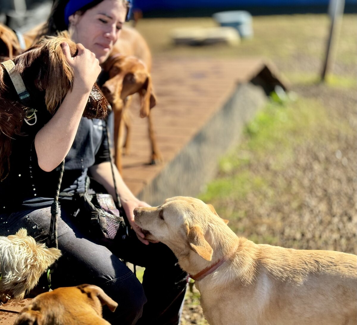 Doggy Daycare Toowoomba