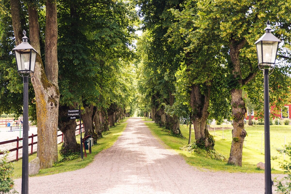 Allé med grusväg och stora träd leder fram till lantligt pensionat – lugn miljö för avkopplande vistelser.