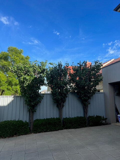 Evergreen Tree Services SA-Height Reduction-Ornamental Pears-After