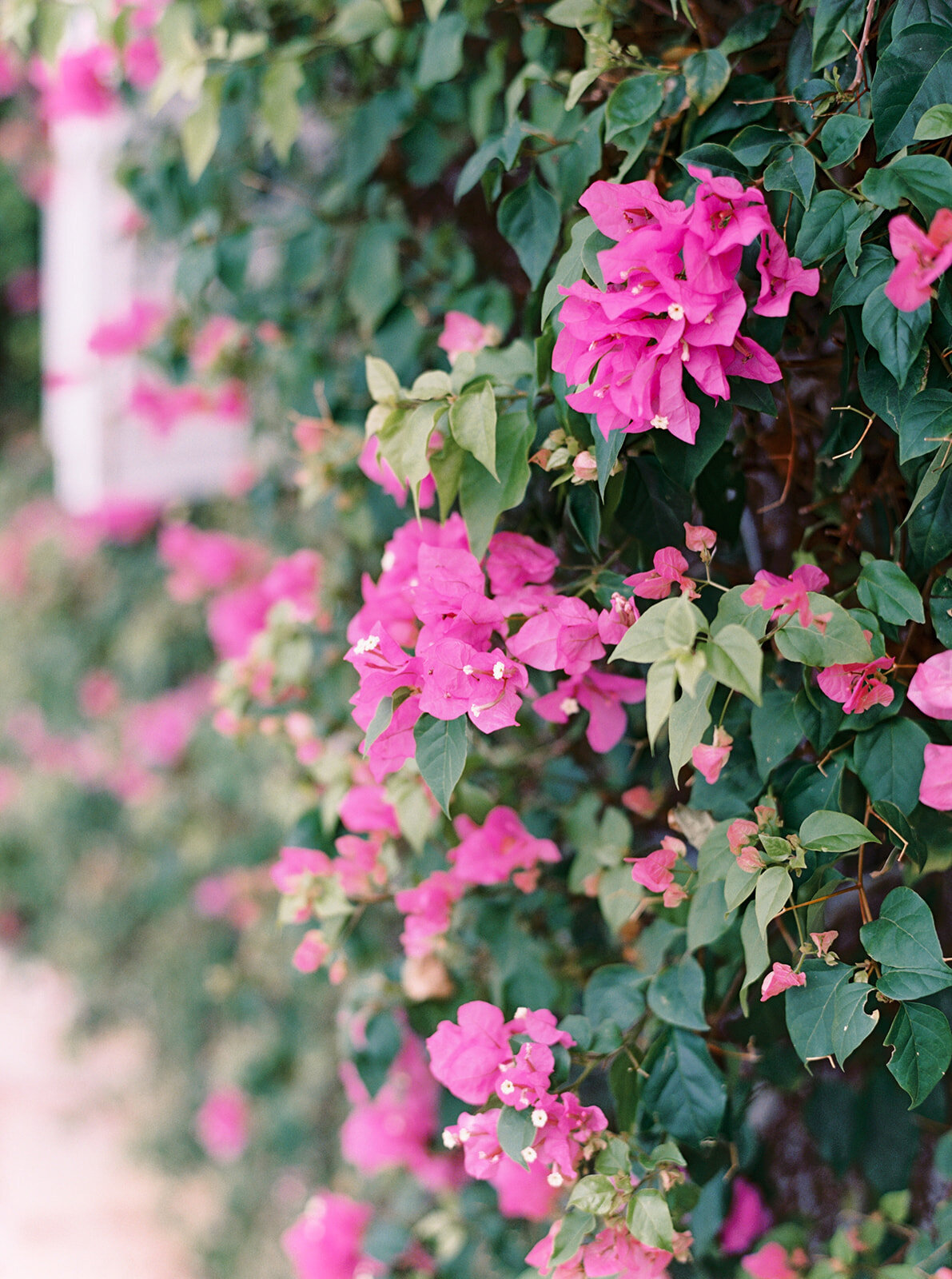 virginia_wedding_photographer__natalie_jayne_photography_image-05-17