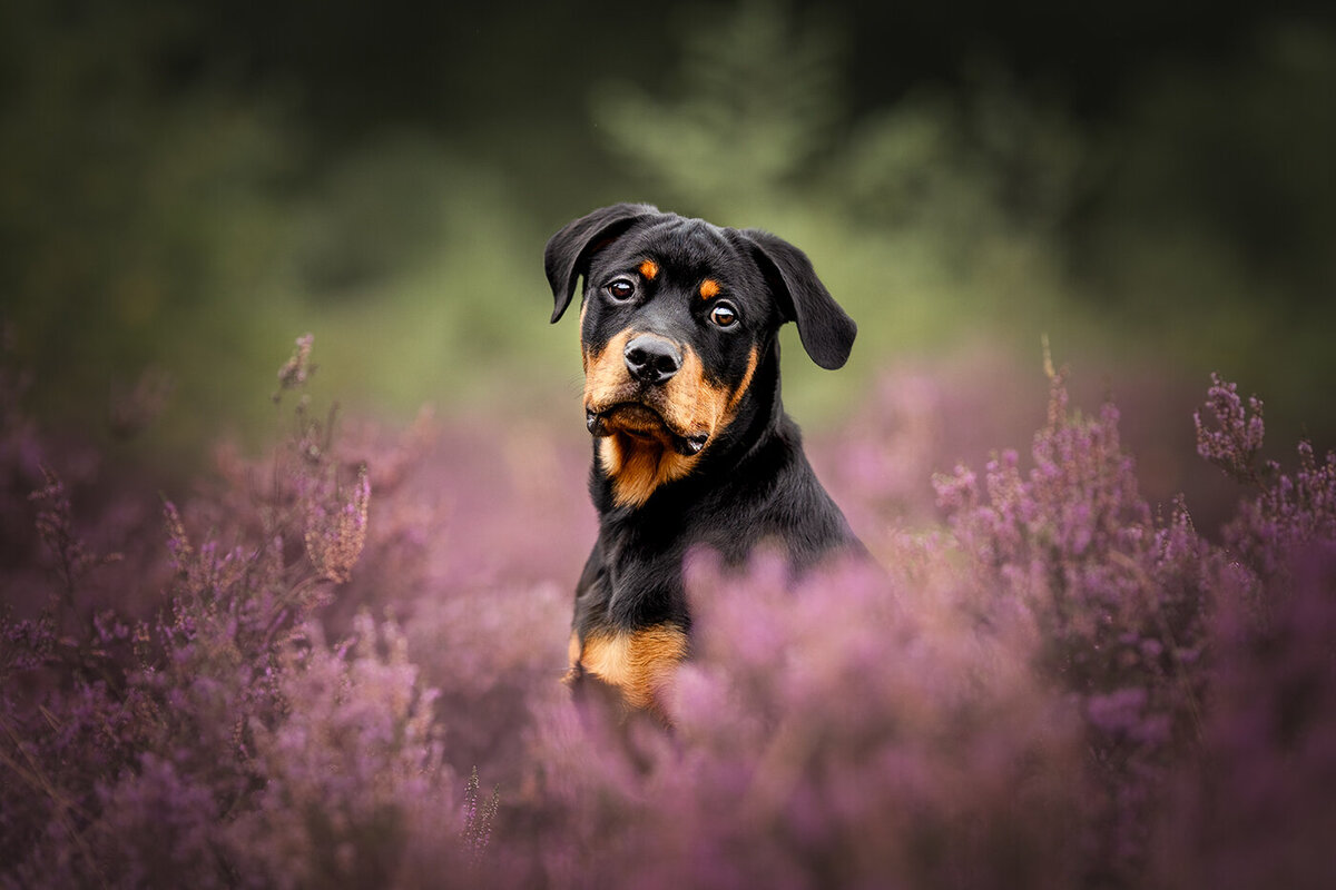 Heide hond