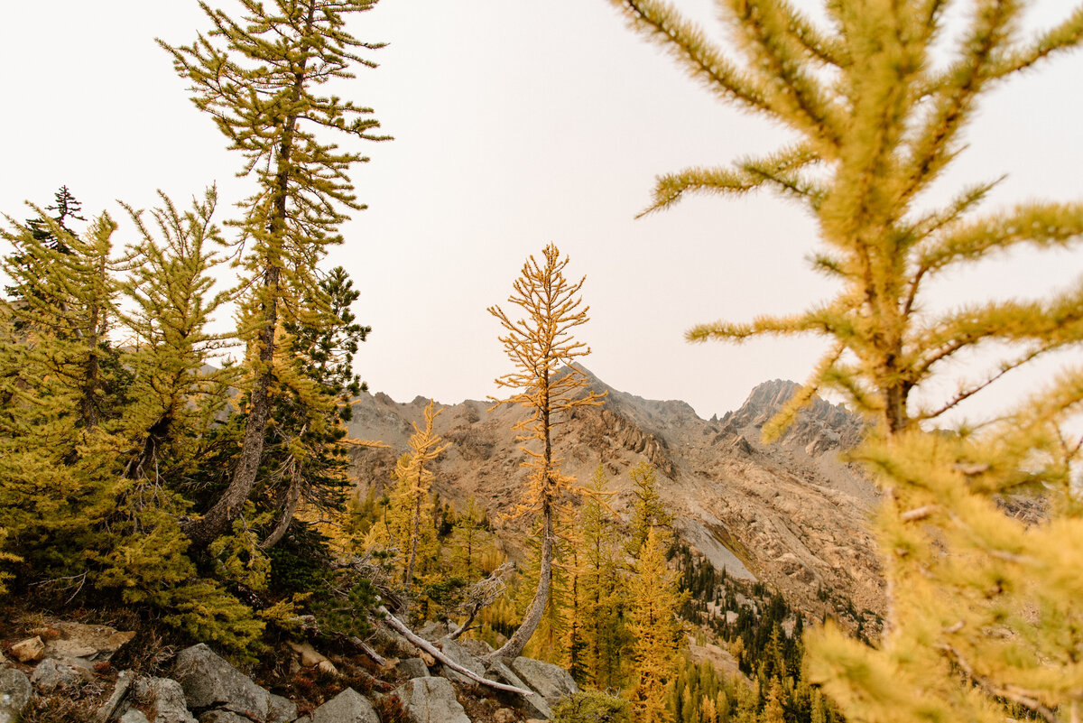 larch_trees_lake_ingalls_hike_washington_1