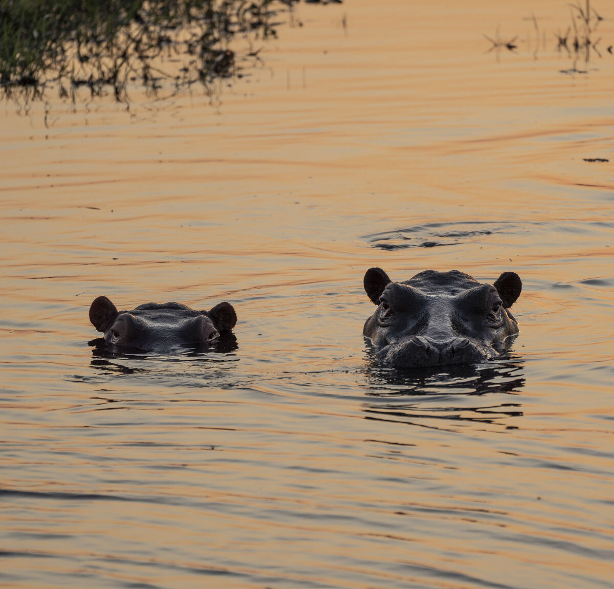 Hippos in Okavango Delta Botswana_By Stephanie Vermillion