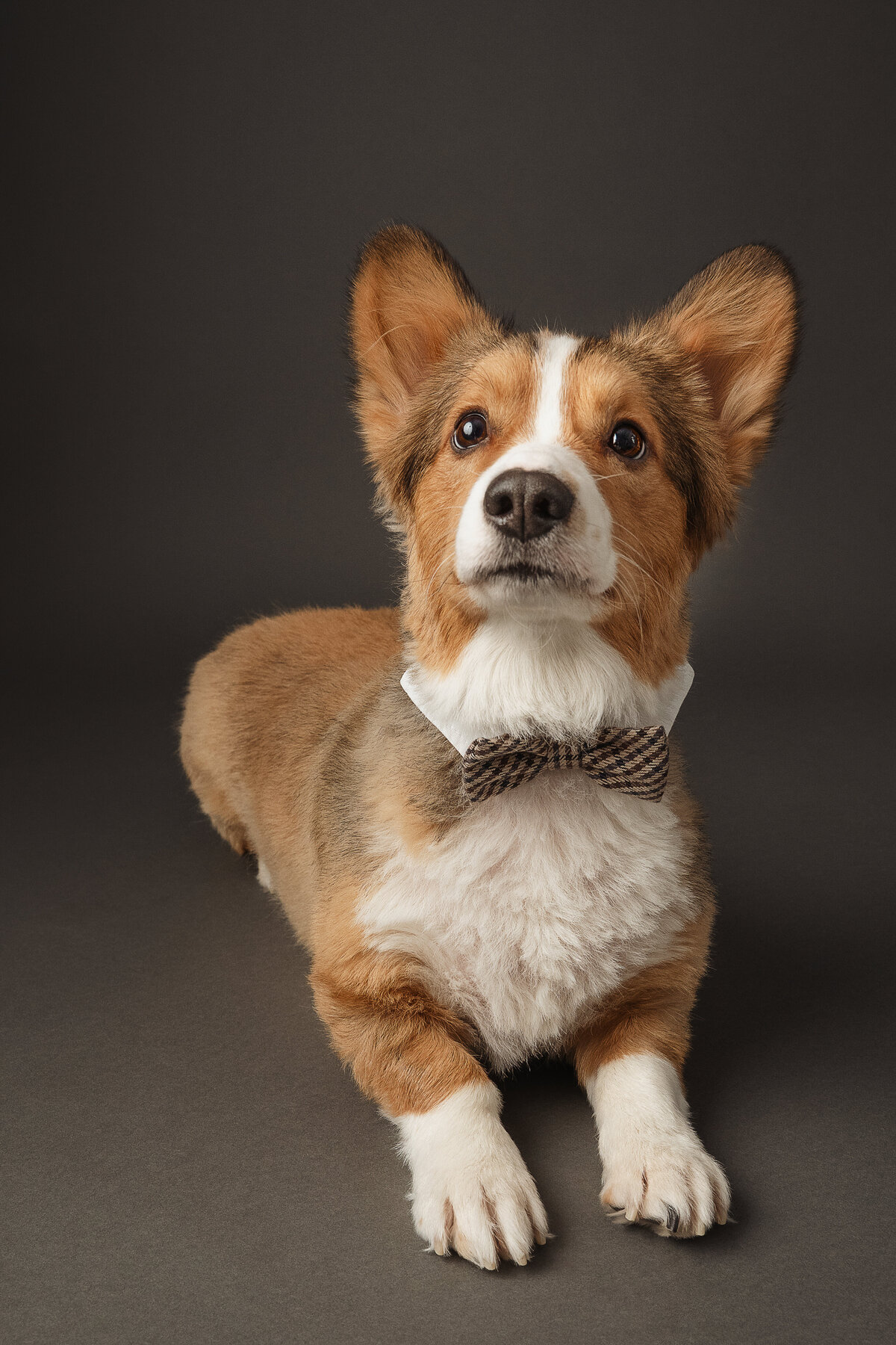 grey-bruce-owen-sound-photographer-pets-14