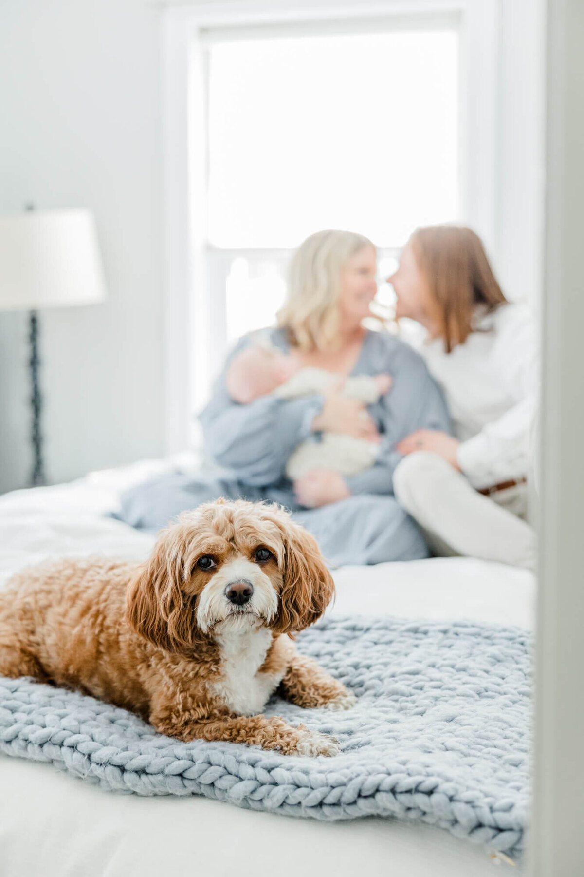 A small dog lays down with mom and dad holding their baby in the background