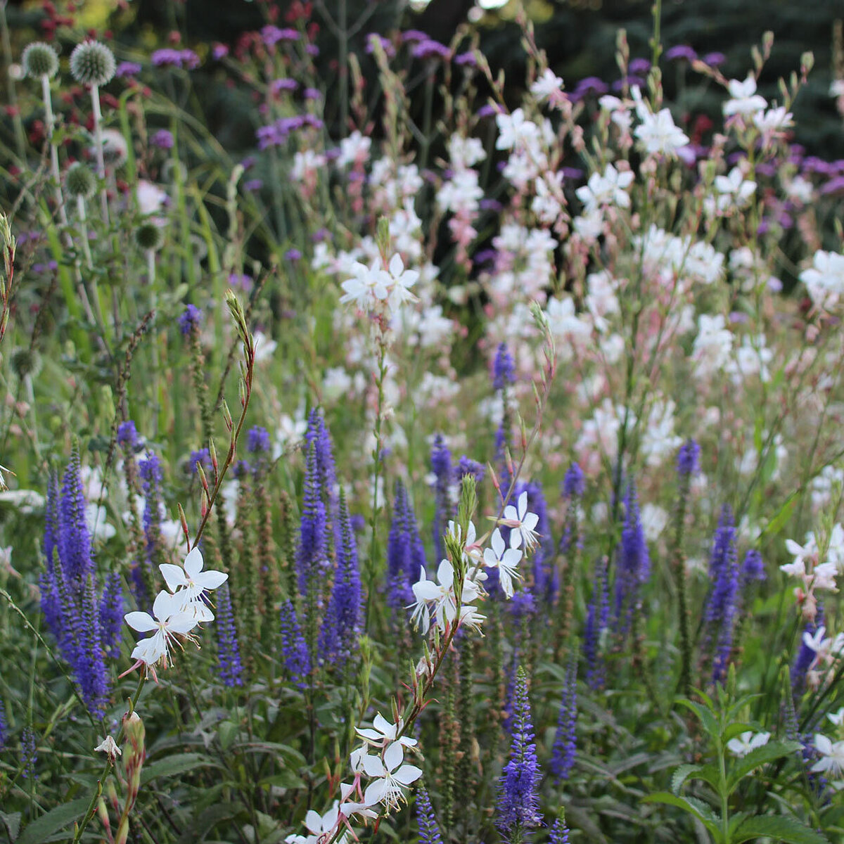 Graminées et fleurs dans des teintes violettes et blanches