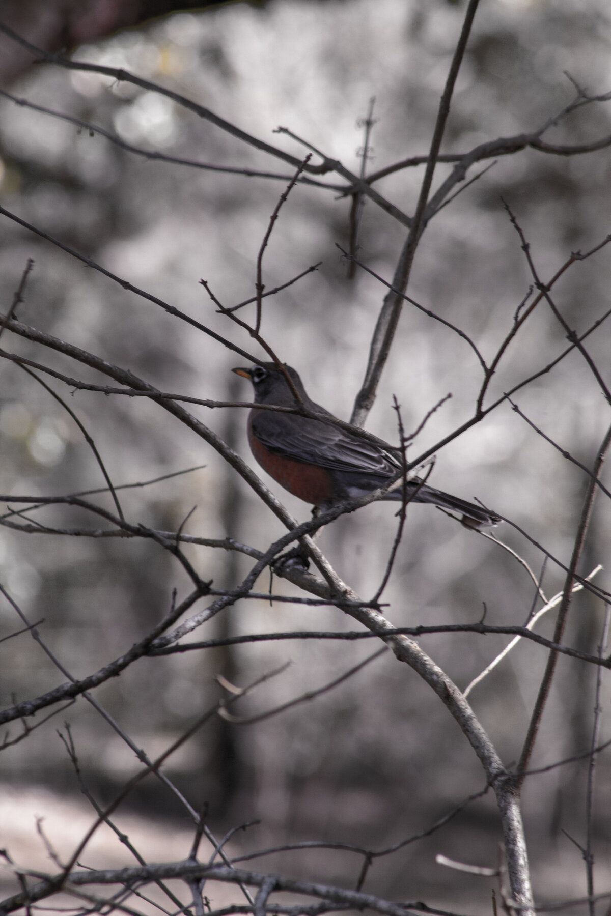 Bird twigs (black white pink)