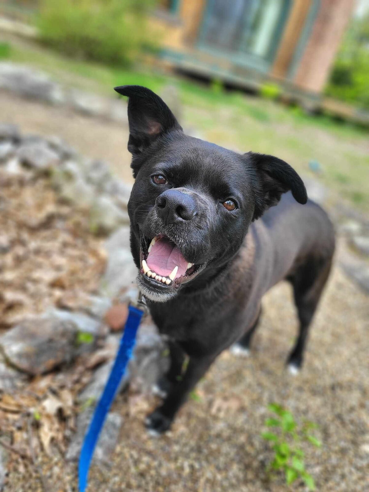 Luna smile