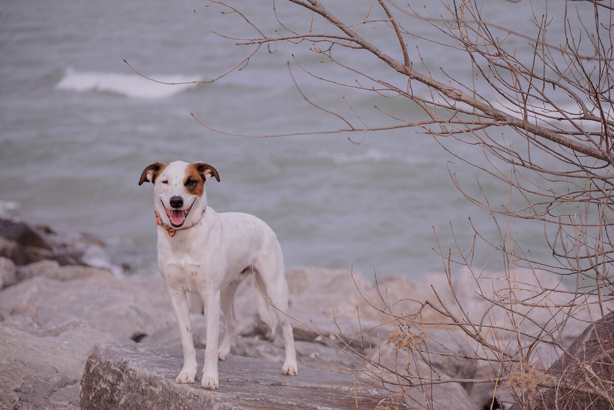 buttons-and-bones-photography-australian-cattle-dog-mix-standing-on-rocks-lake-michigan