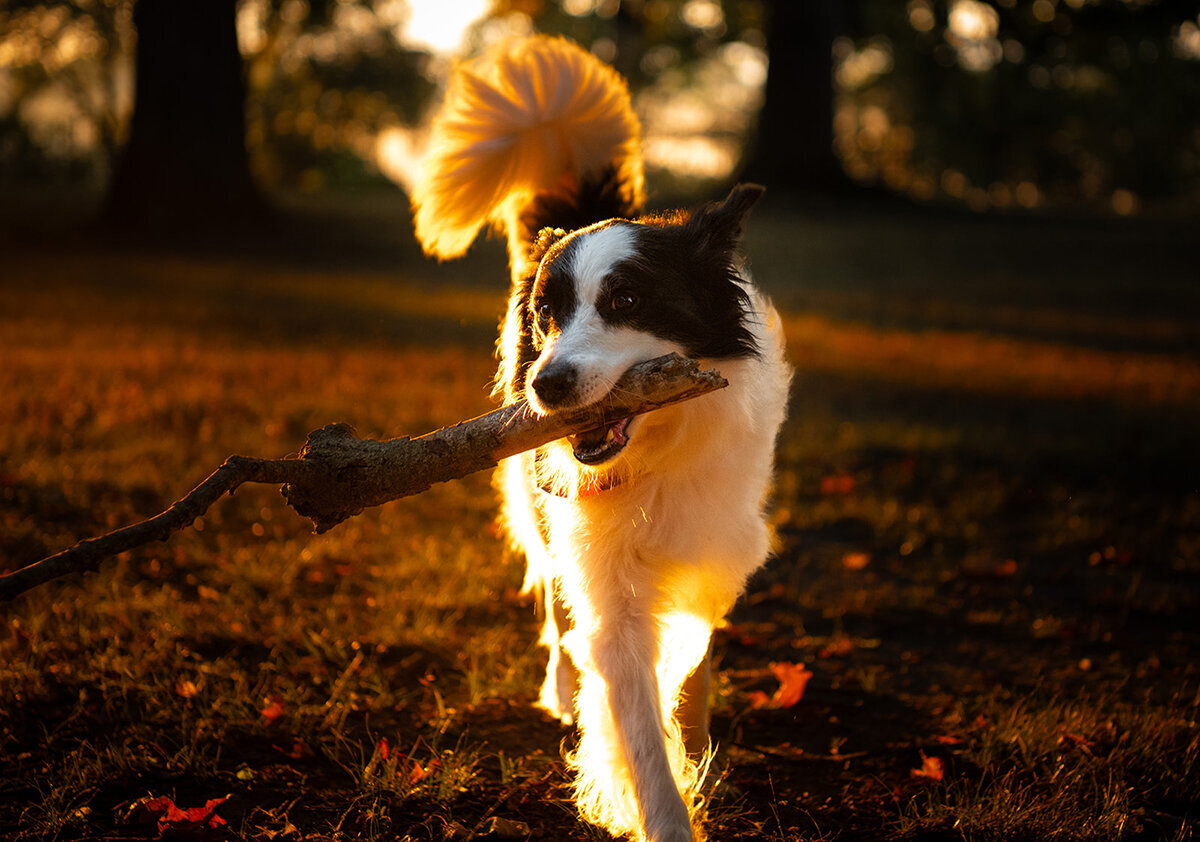 a border collie is dragging a massive stick during a golden hour photoshoot. Work by Duluth-based pet photographer Joanna of Paddle Paws Photography.