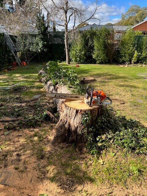 Evergreen Tree Services SA-Large Pine Removal 002