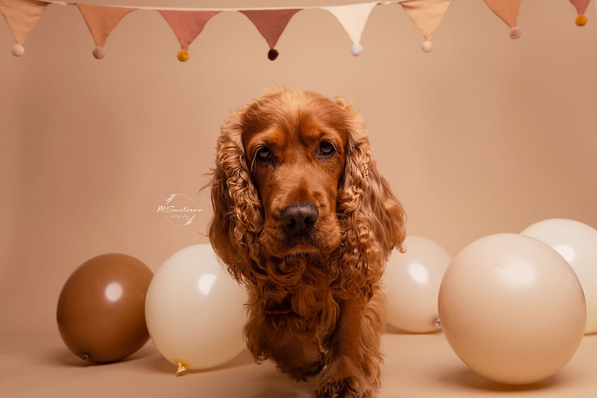 Cocker spaniel verjaardag hondenfotoshoot in de studio te Geel