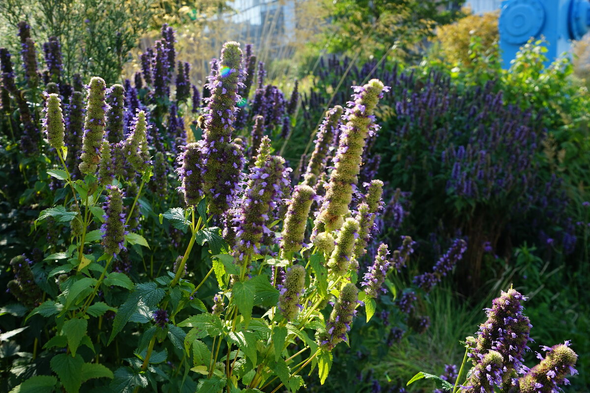 zajimave fialove trvalky