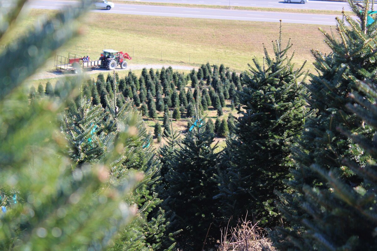 Appalachian Christmas Mountain Farms