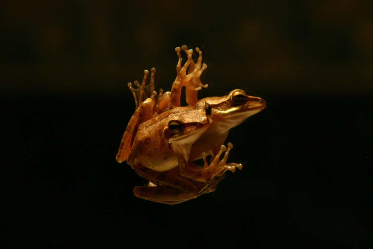 Tree Frog - Sri Lanka IMG_8538