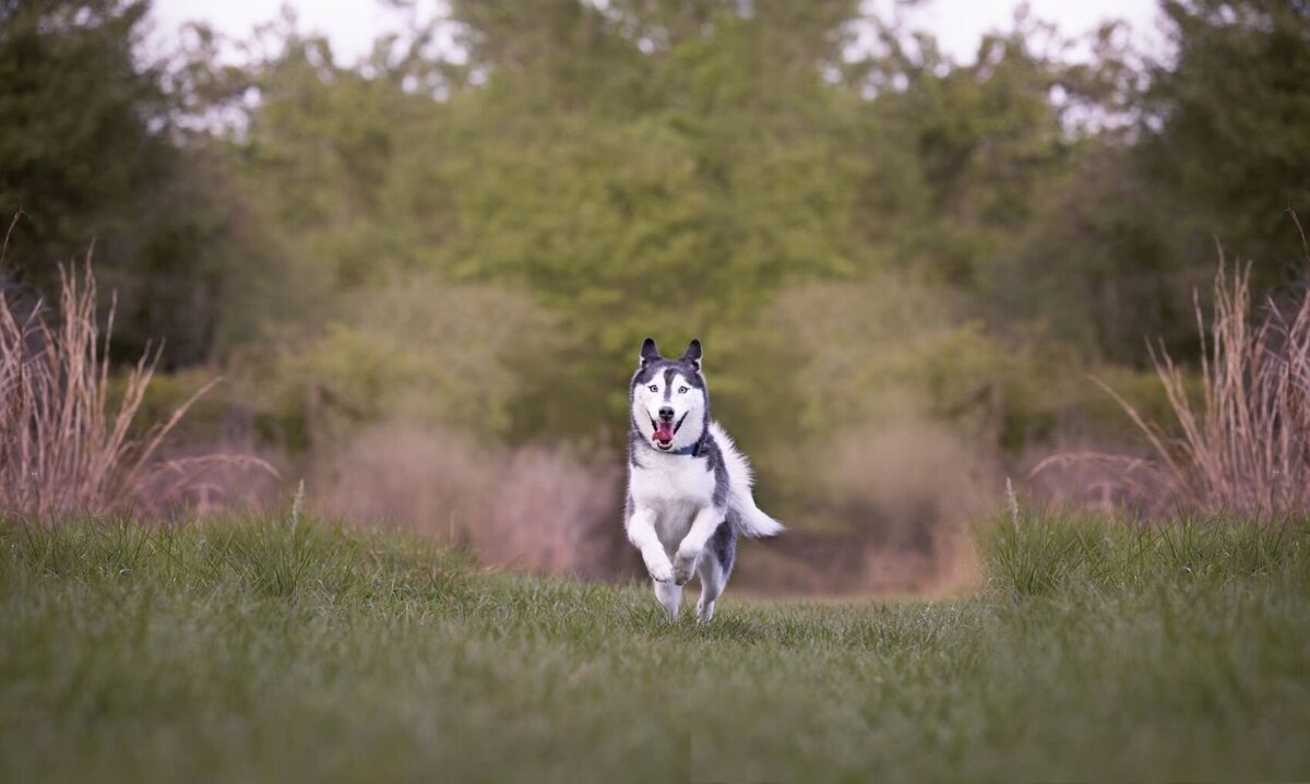 lilla-bordas-portraits-tampa-DOG-photographer1396_1