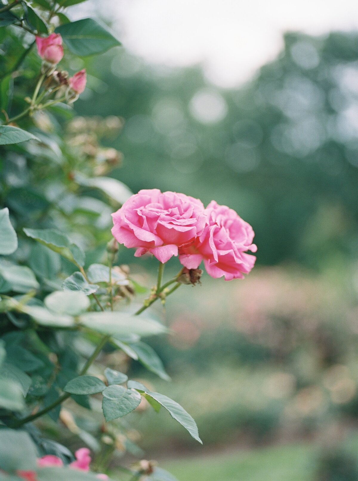rose-garden-maternity-photos-northern-virginia-maternity-photographer1