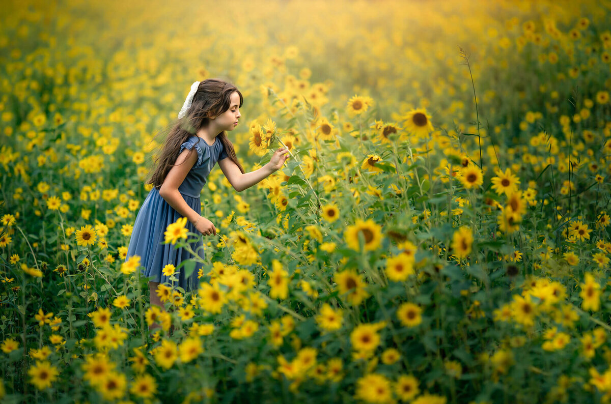 A young girl in a blue dress standing  in a field of sunflowers  takes a moment to smell a flower as the wind blows her hair. 