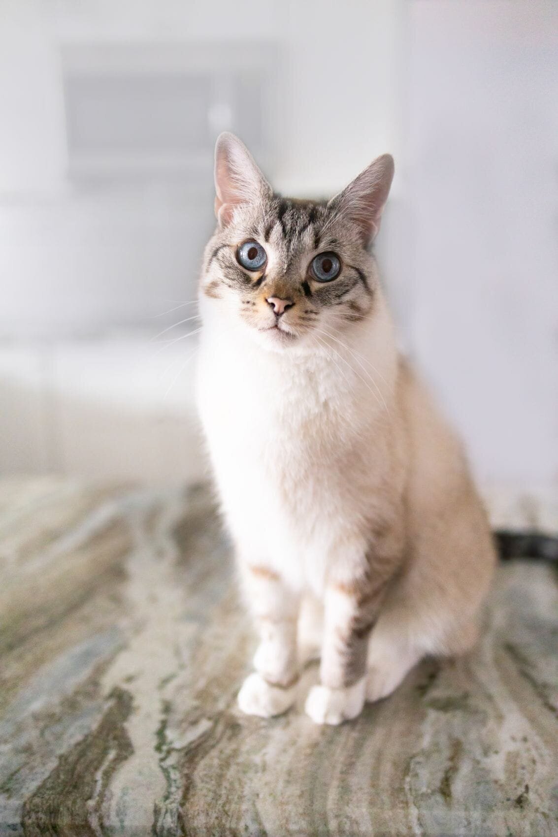 lilla-bordas-portraits-tampa-CAT-photographer1284