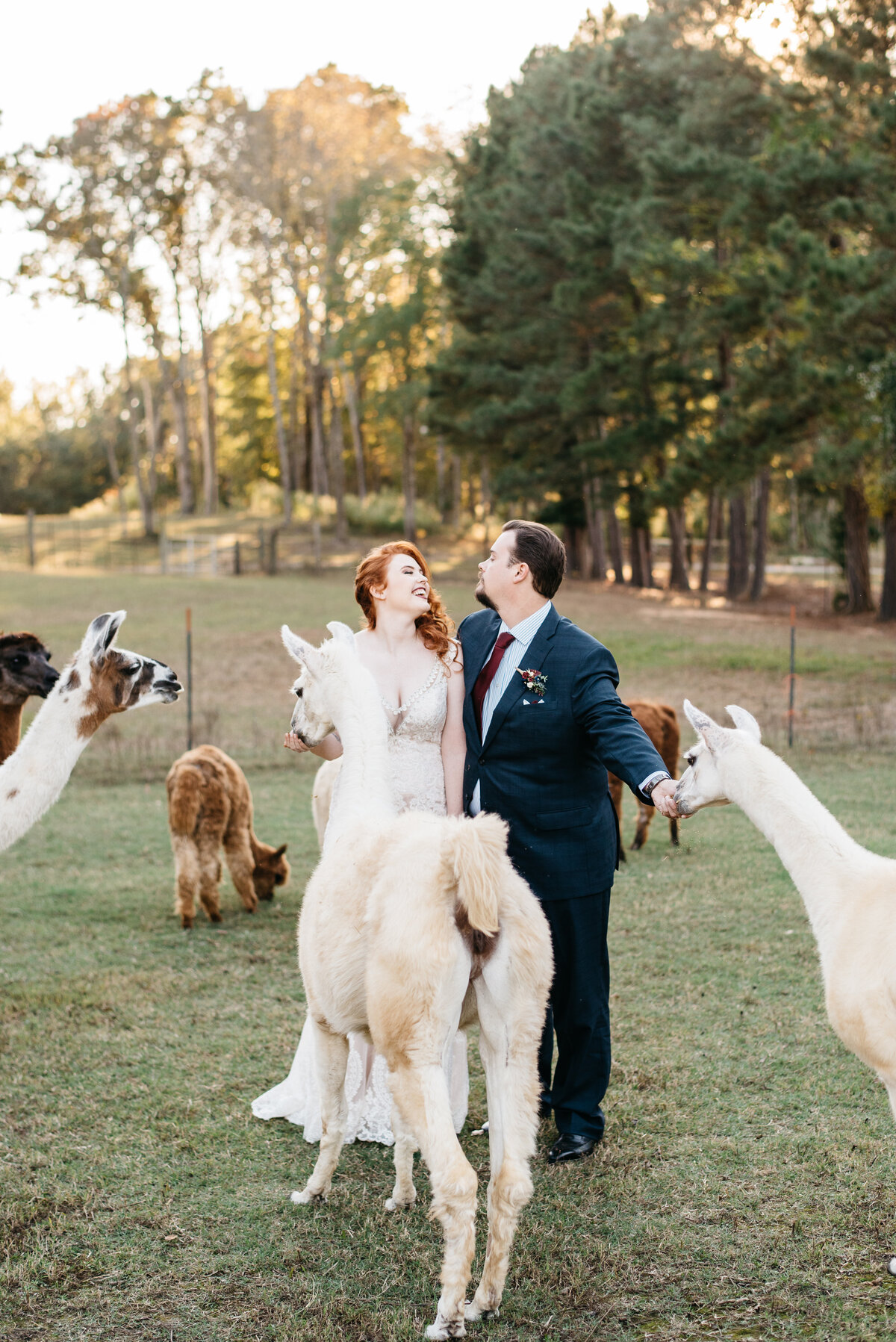 Llama Wedding Photo Aiken SC Photographer