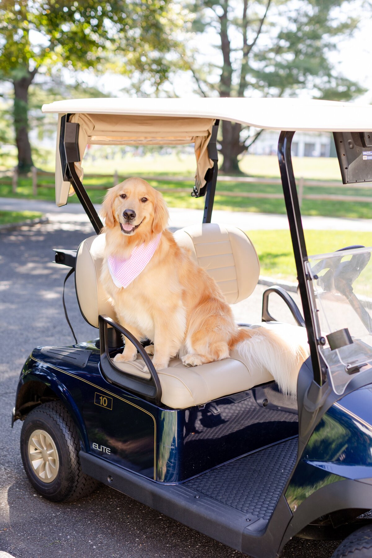 dog sitting on golf cart