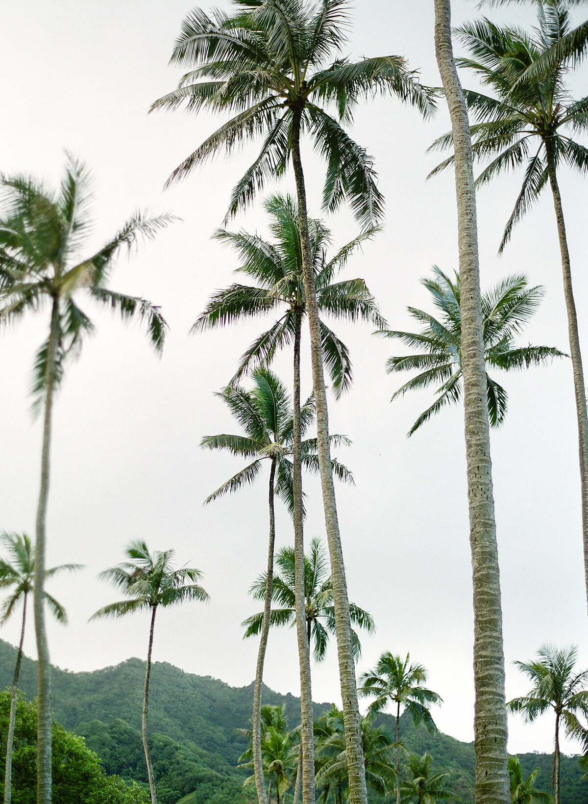 palm trees against white sky