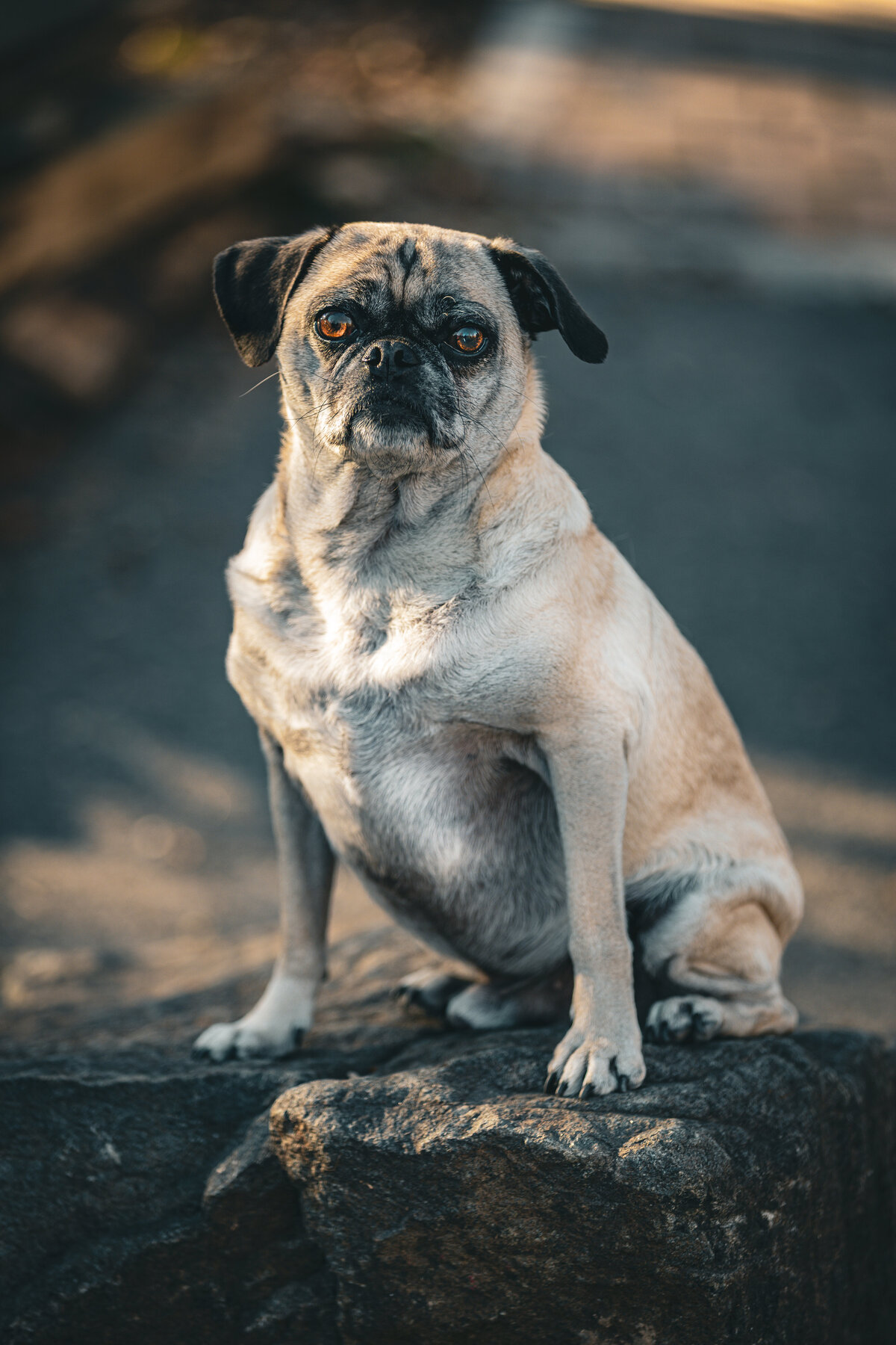 A fawn pug sitting on a rock looking at the camera.