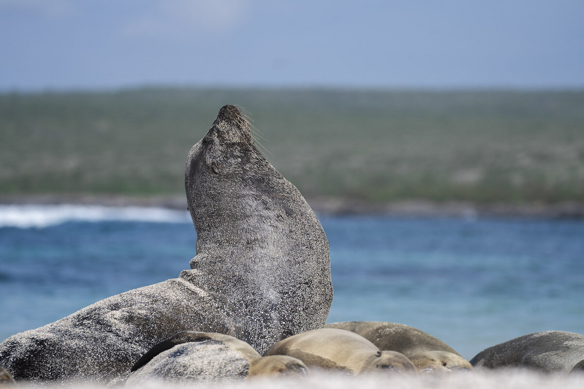 Galapagos Islands Sea Lion Photography