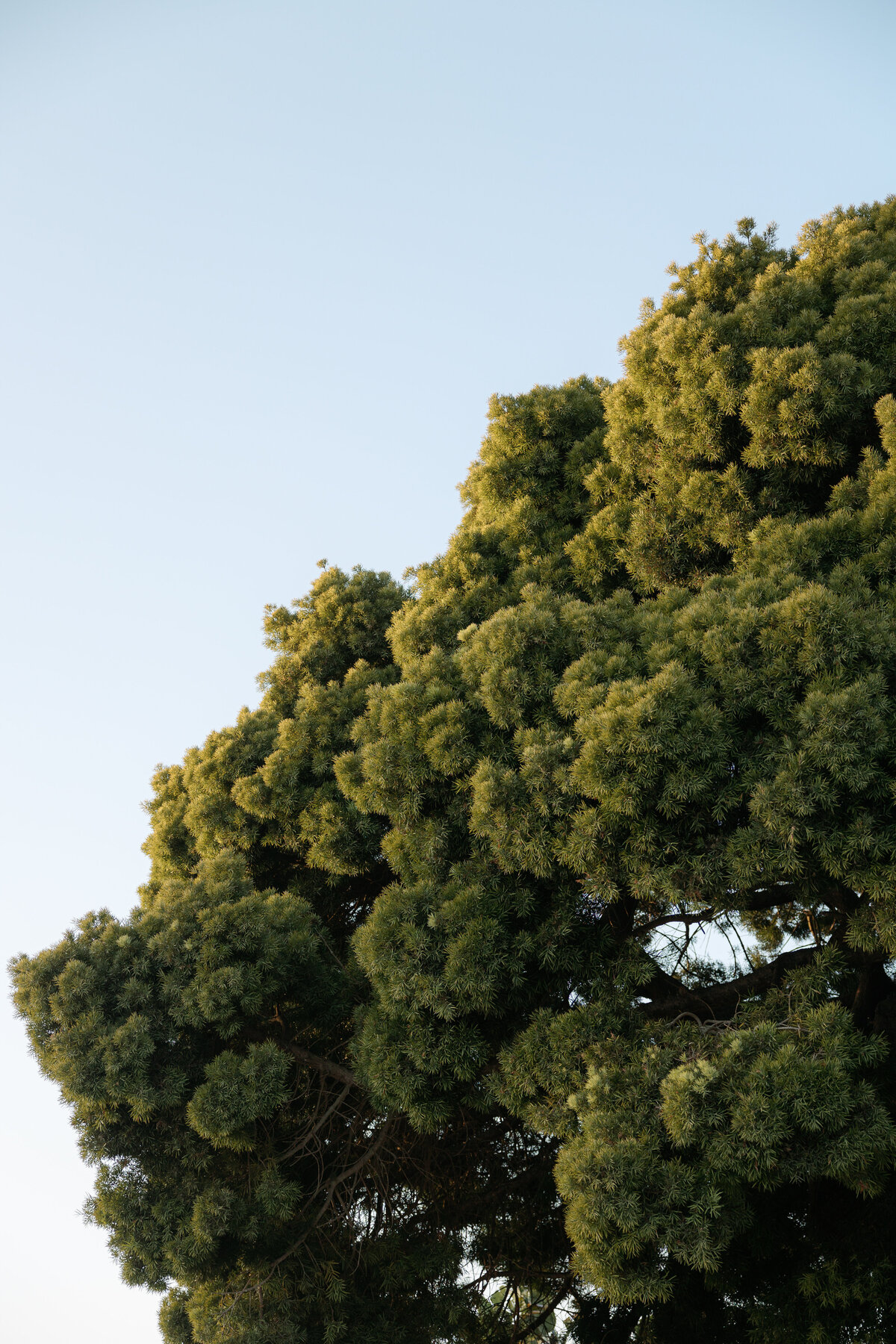 Lush greenery overlooking the ocean in La Jolla, providing a dramatic setting for couple portraits.