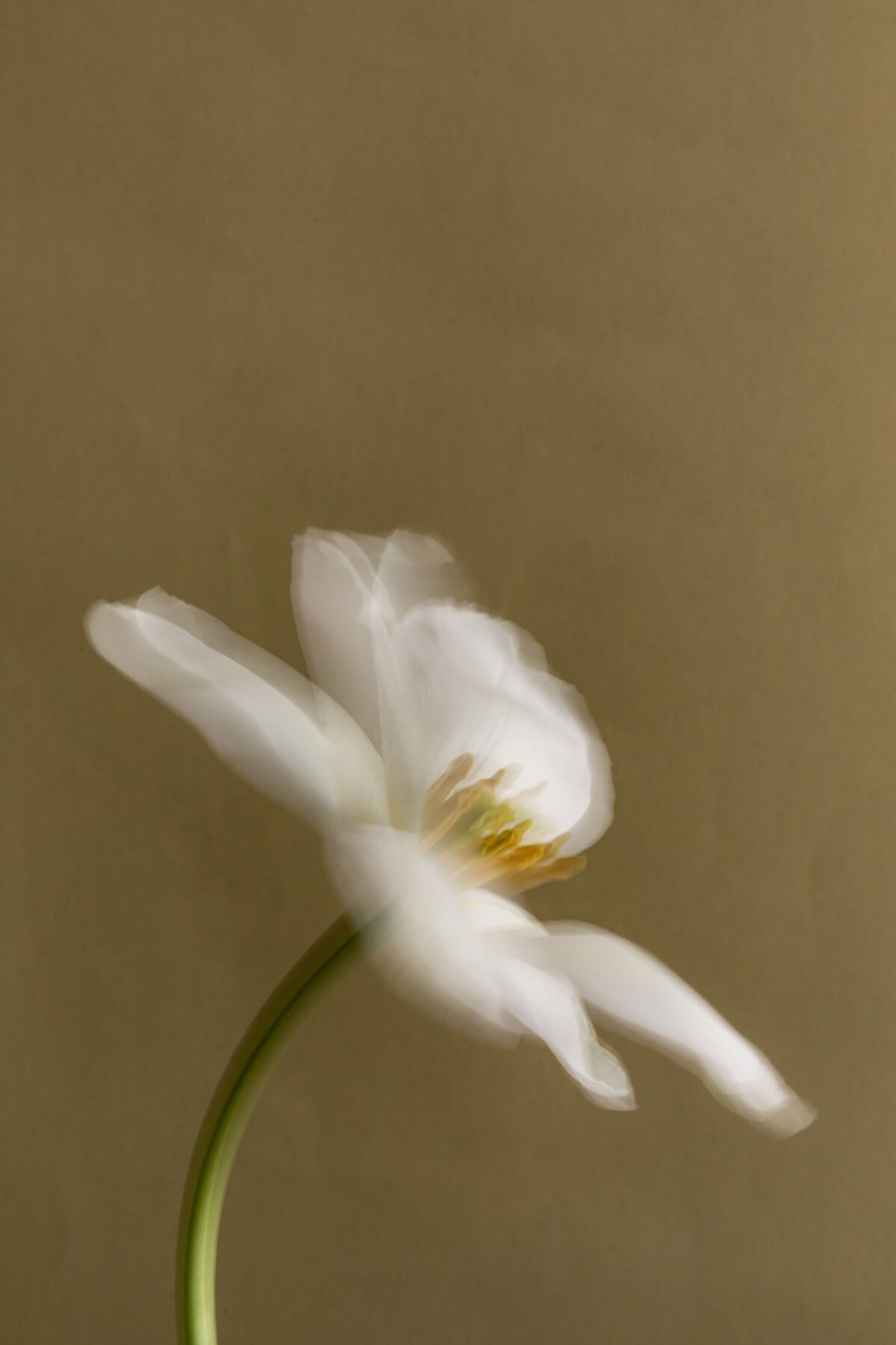Soft-focus white flower with green stem against a warm beige background, styled in a minimalist, feminine aesthetic