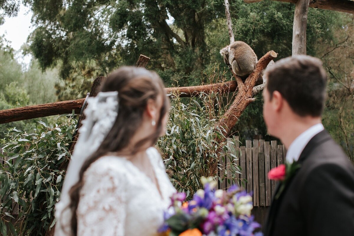 Elope-micro-wedding-elopement-victoria-Healesville-Sanctuary20