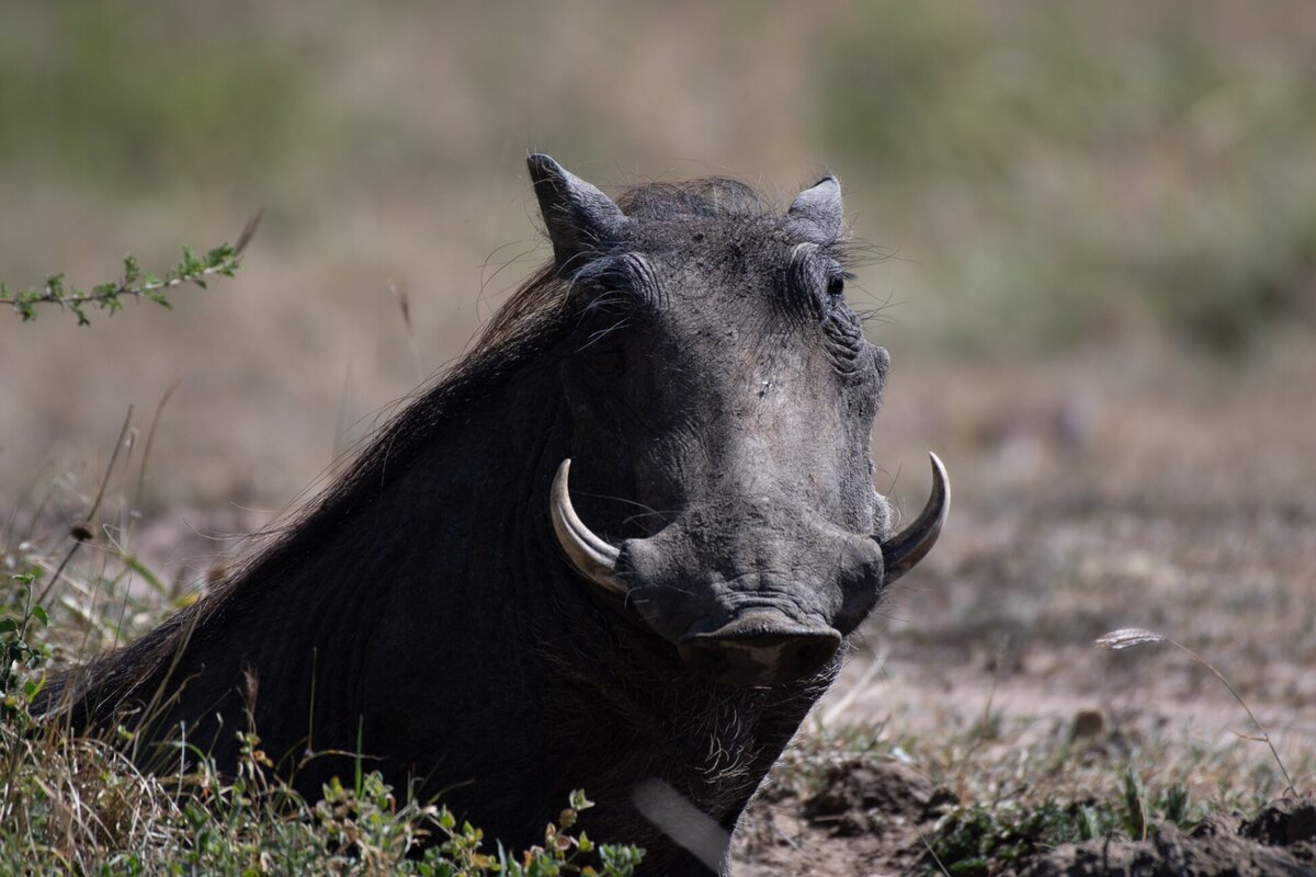 TAASA Lodge - Safari & Wildlife (39)