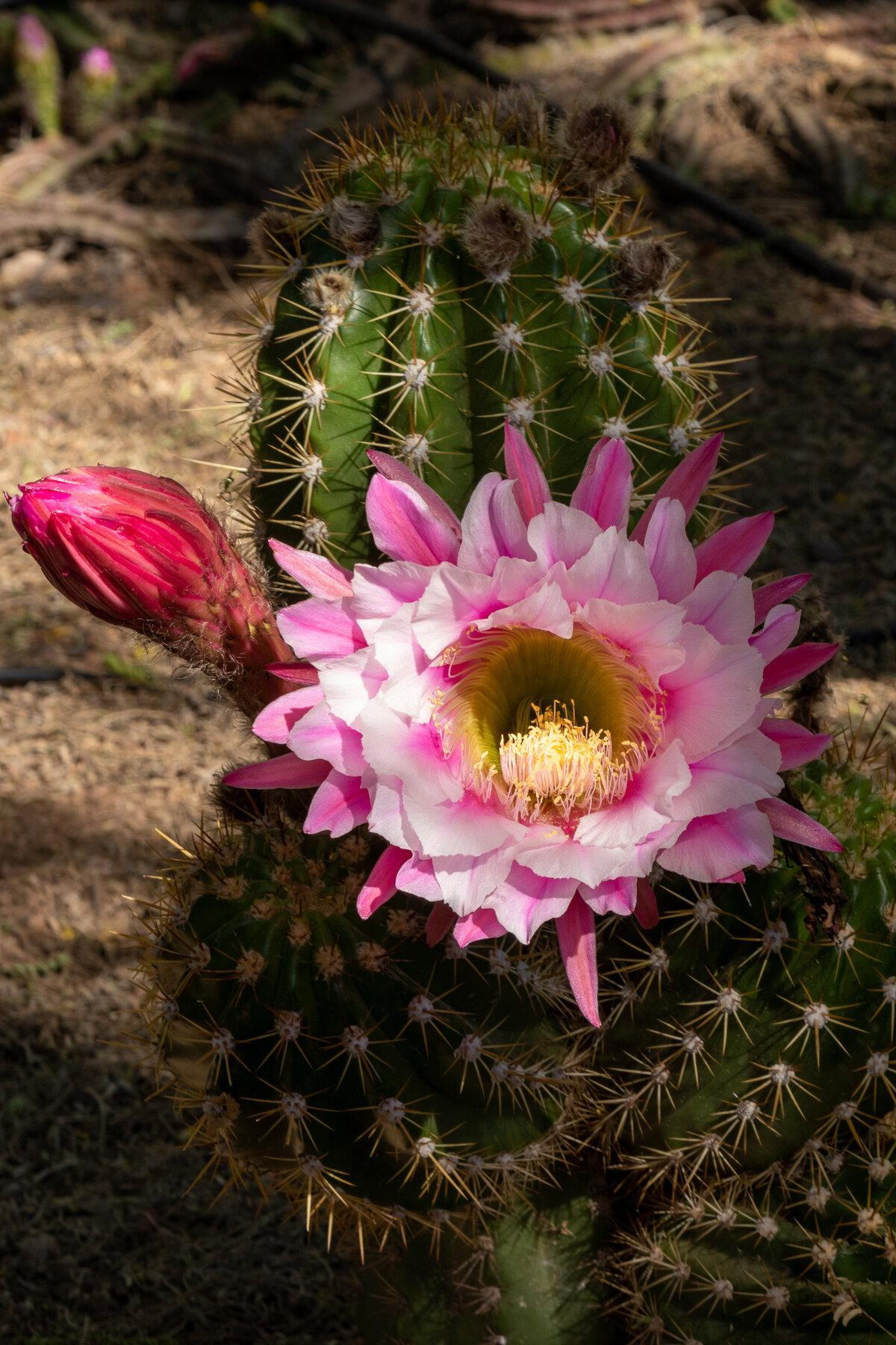 giant_argentine_cactus_2214