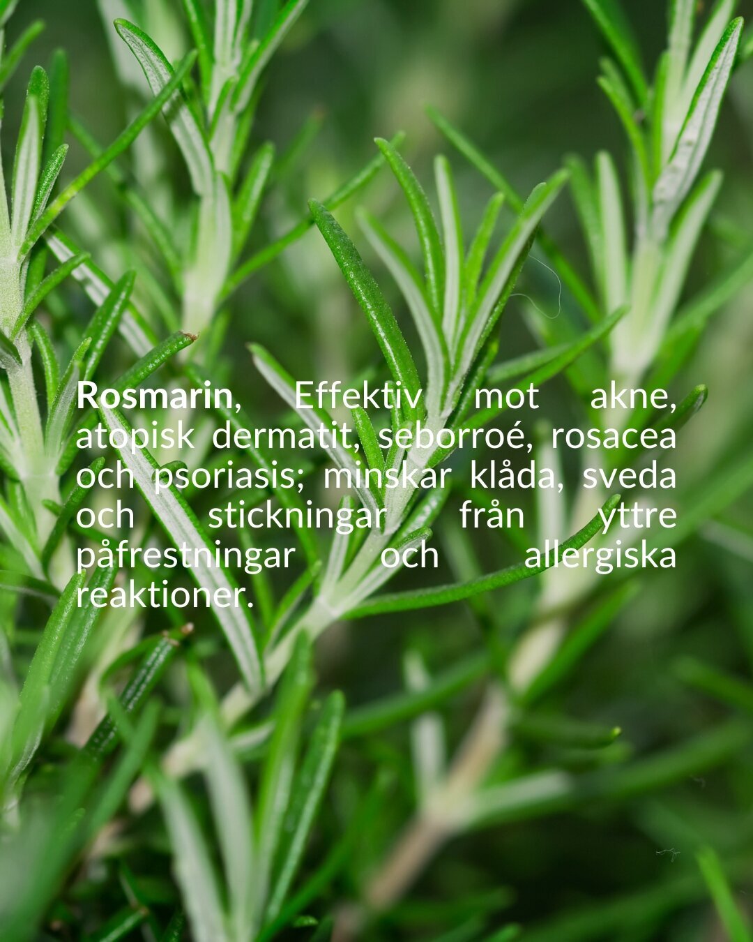 soberbia (25)