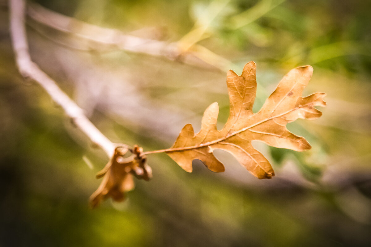 Cultivating Gambel Oak Leaf v2-2