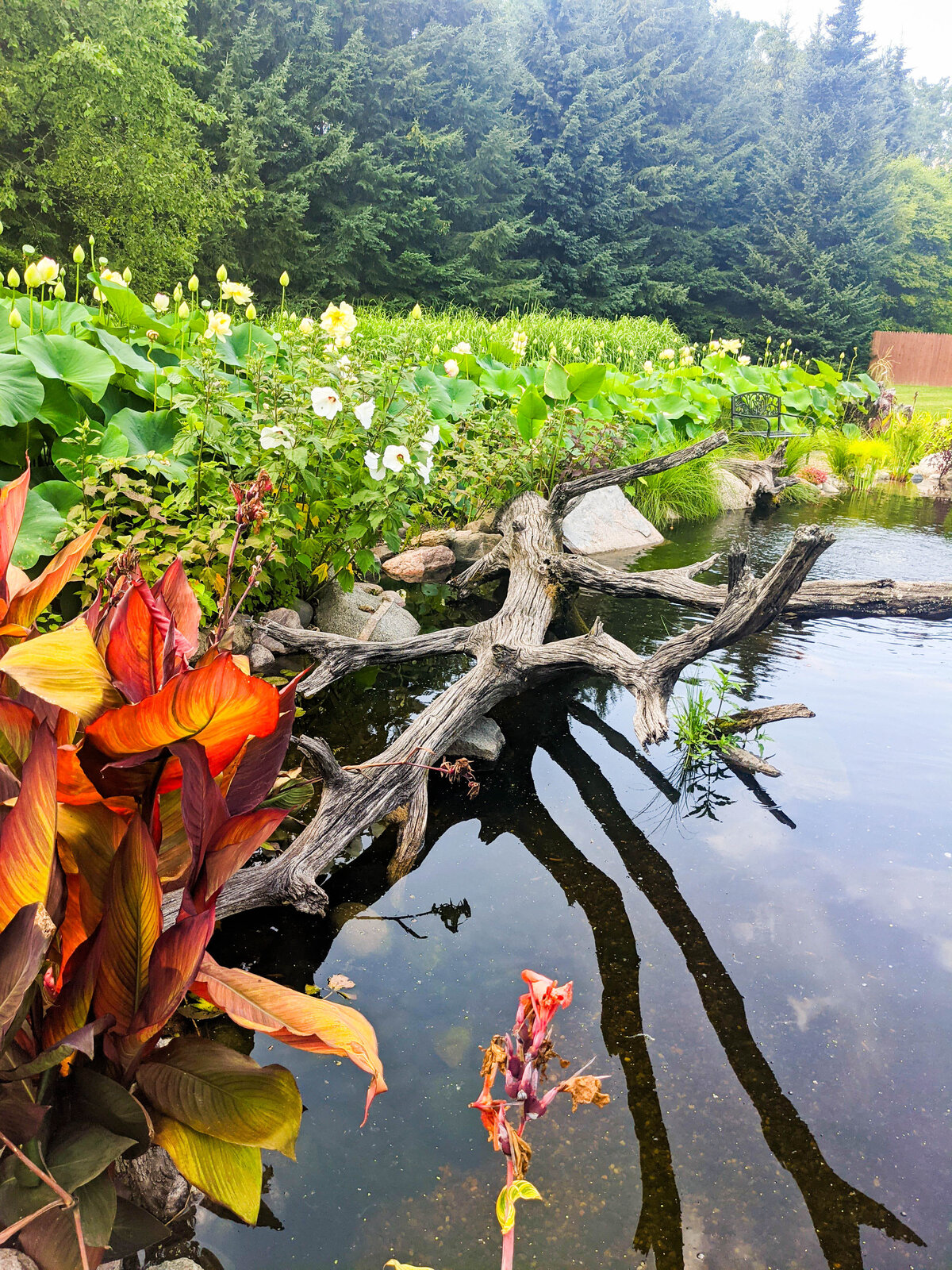 Large piece of driftwood on edge of backyard koi pond surrounded by lush greenery