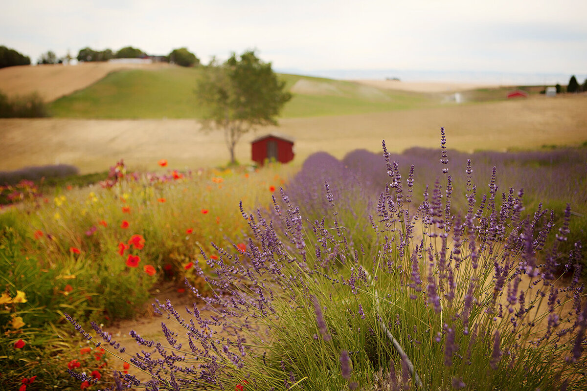 Lavender_Farm