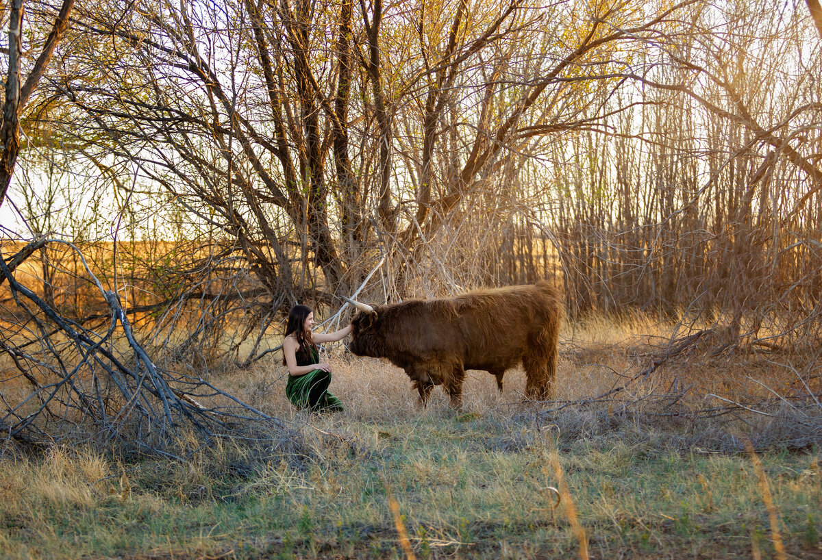 girl petting mini highland cow in field