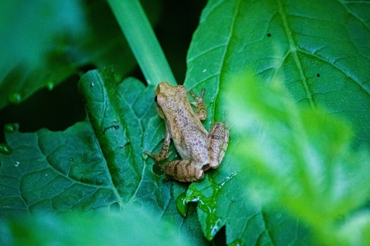 Tiny_Frog-45c0f877-2500