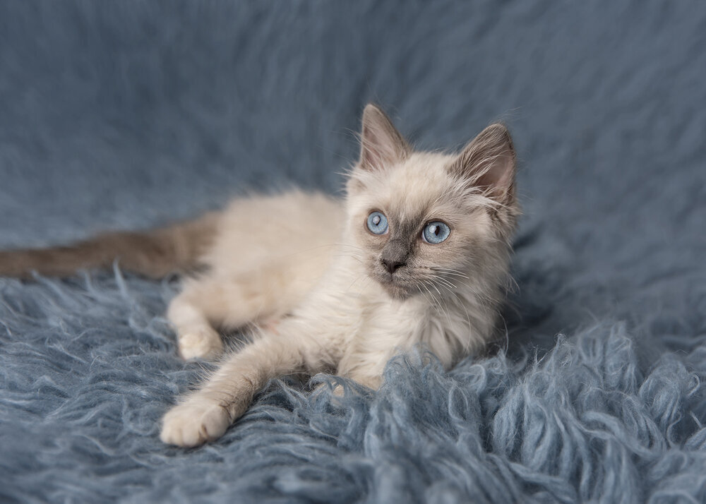 PETS_CATS_KITTEN_RAGDOLL