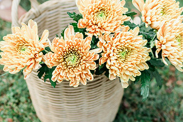 Horn Photography & Design Buds - 0009_