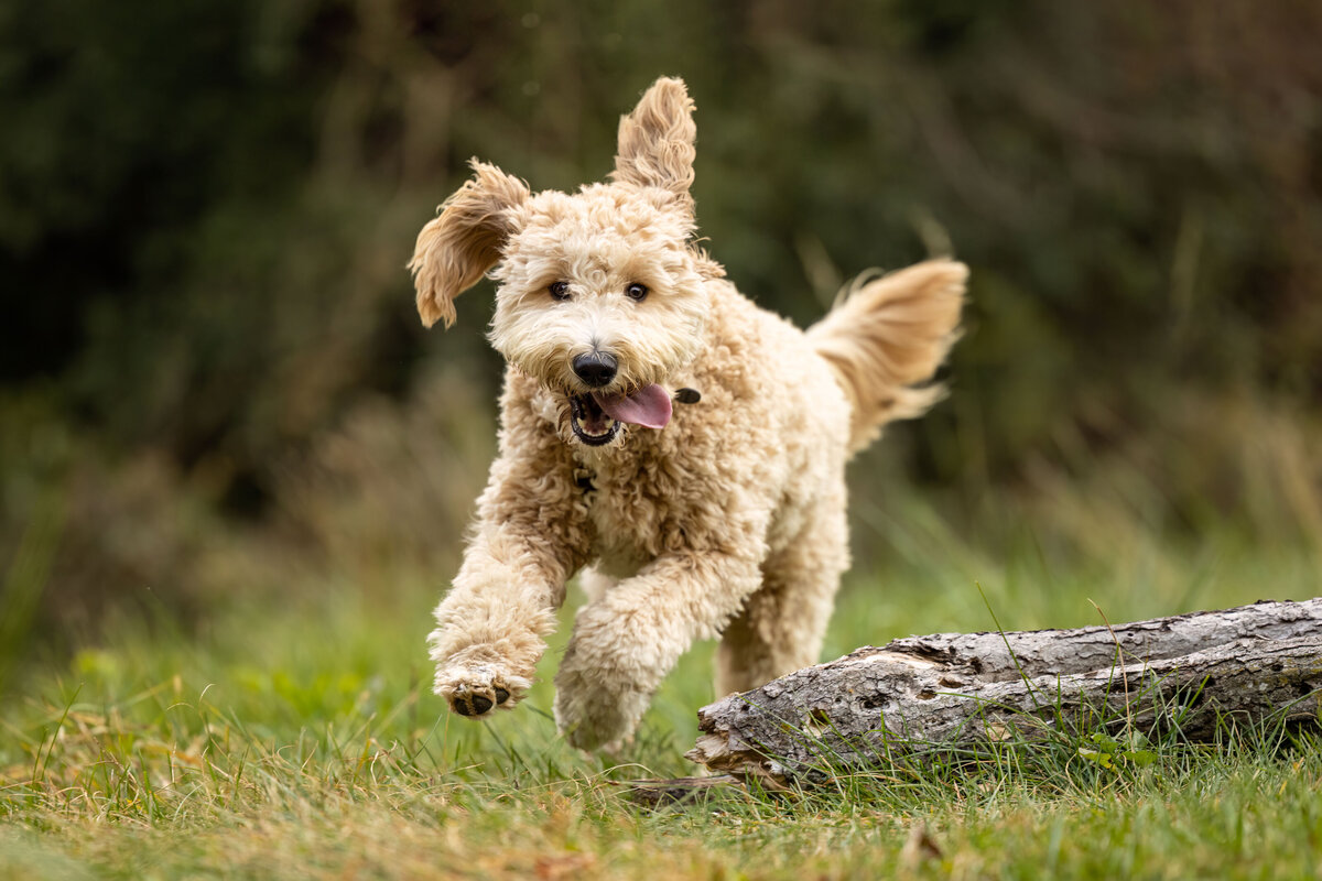 brown-dog-running-with-floppy-ears