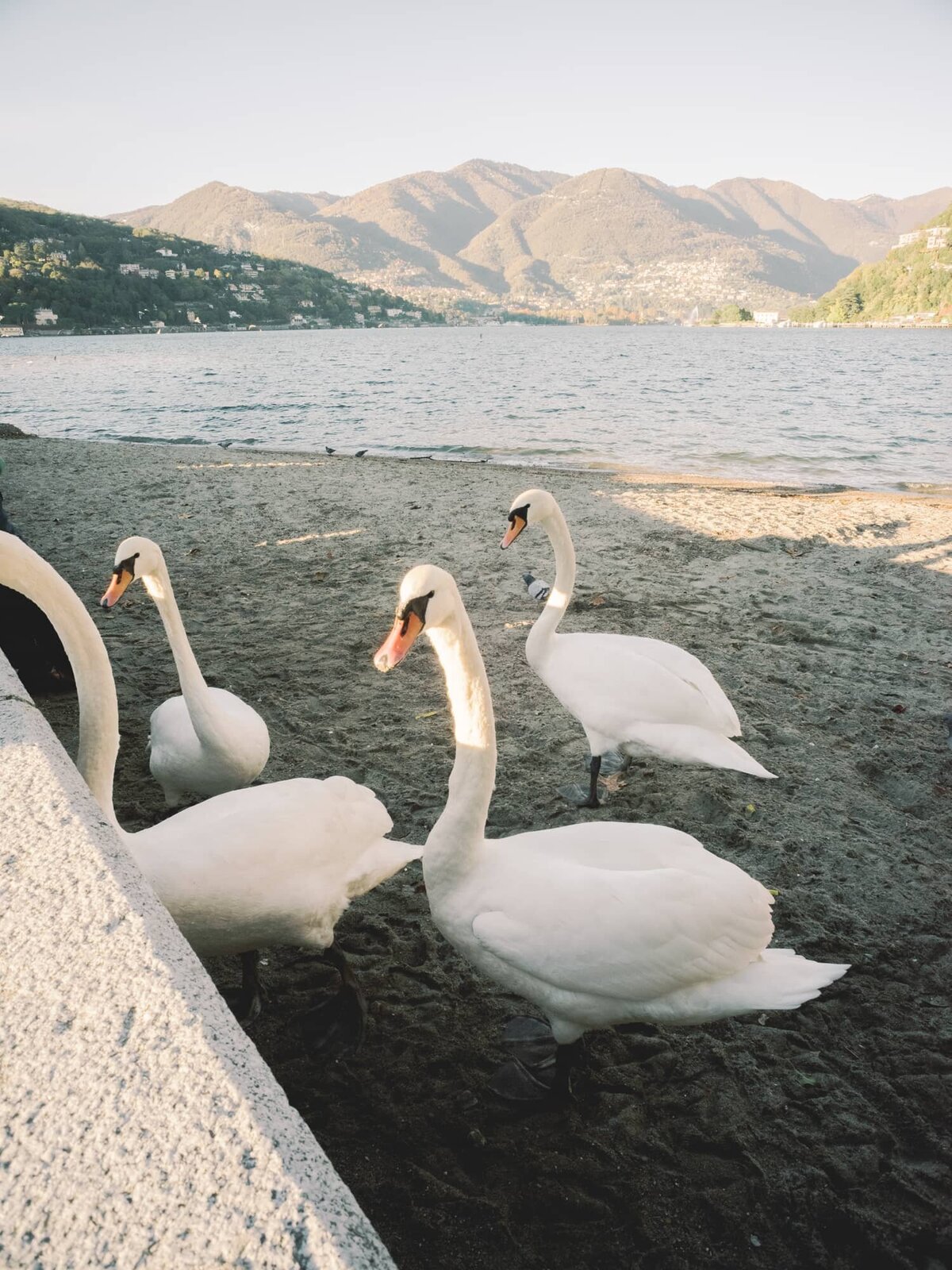 Swans in Lake Como - Lake Como Wedding Photographer