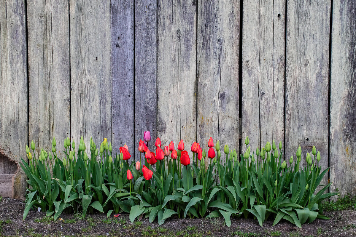 tulips-barn-red-skagit-valley